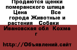 Продаются щенки померанского шпица › Цена ­ 45 000 - Все города Животные и растения » Собаки   . Ивановская обл.,Кохма г.